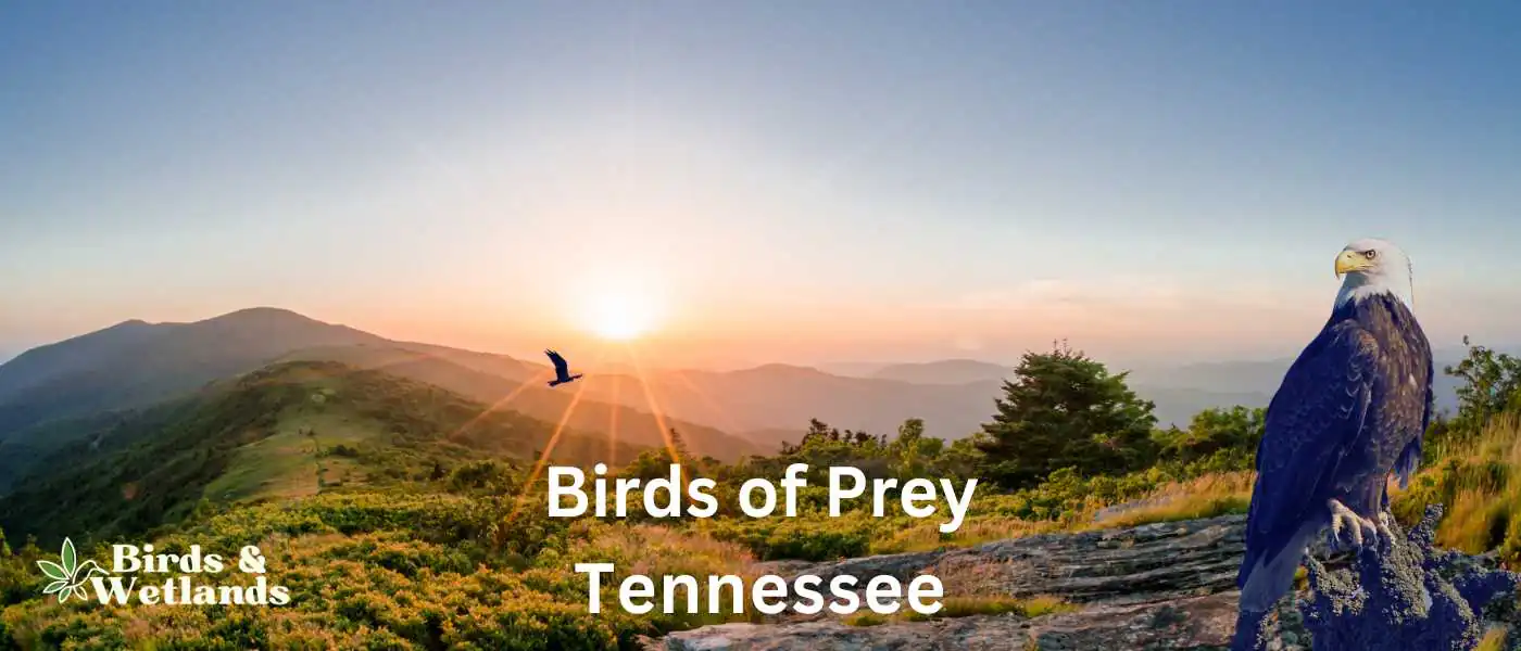 Birds of Prey in Tennessee BW