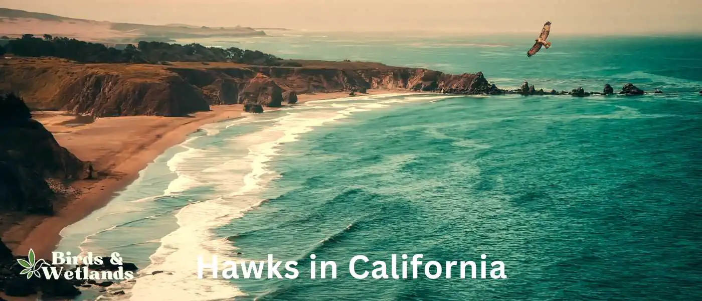 Hawks in California