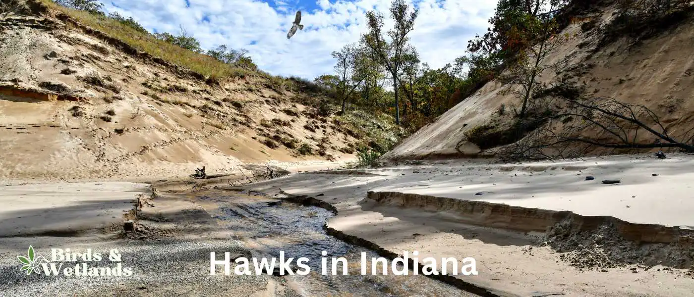 Hawks in Indiana