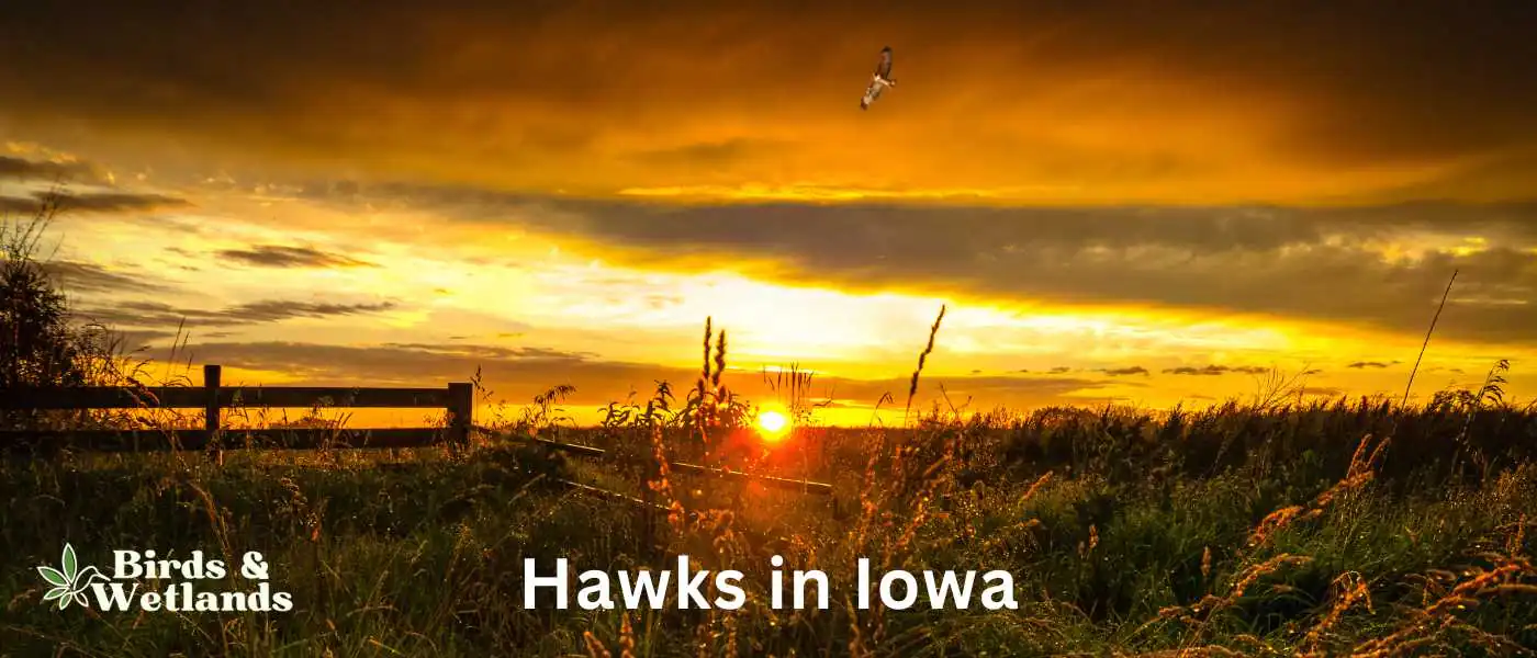 Hawks in Iowa