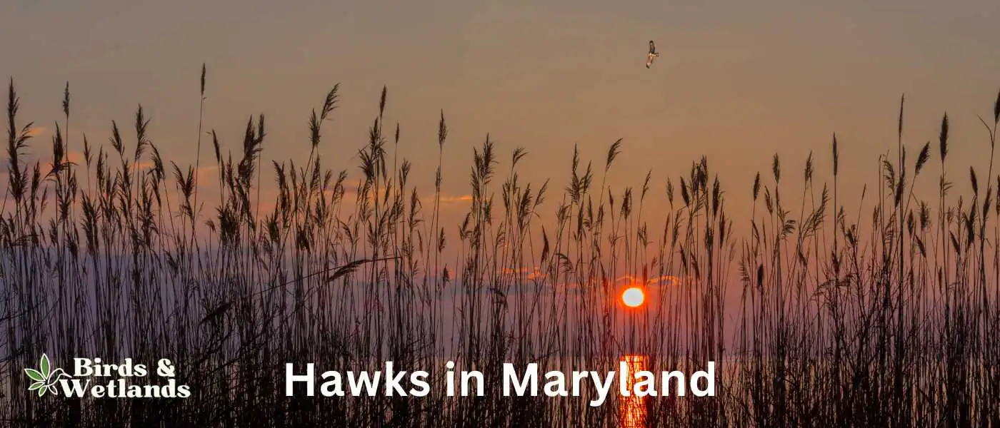 Hawks in Maryland