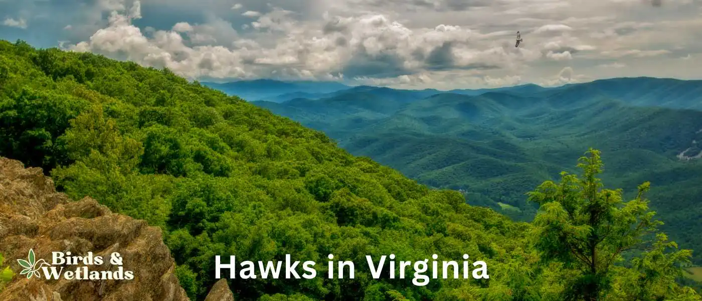 Hawks in Virginia