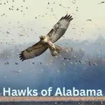 Discovering the Majestic Hawks in Alabama
