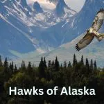 Exploring the Majestic World of Hawks in Alaska: A Complete Guide