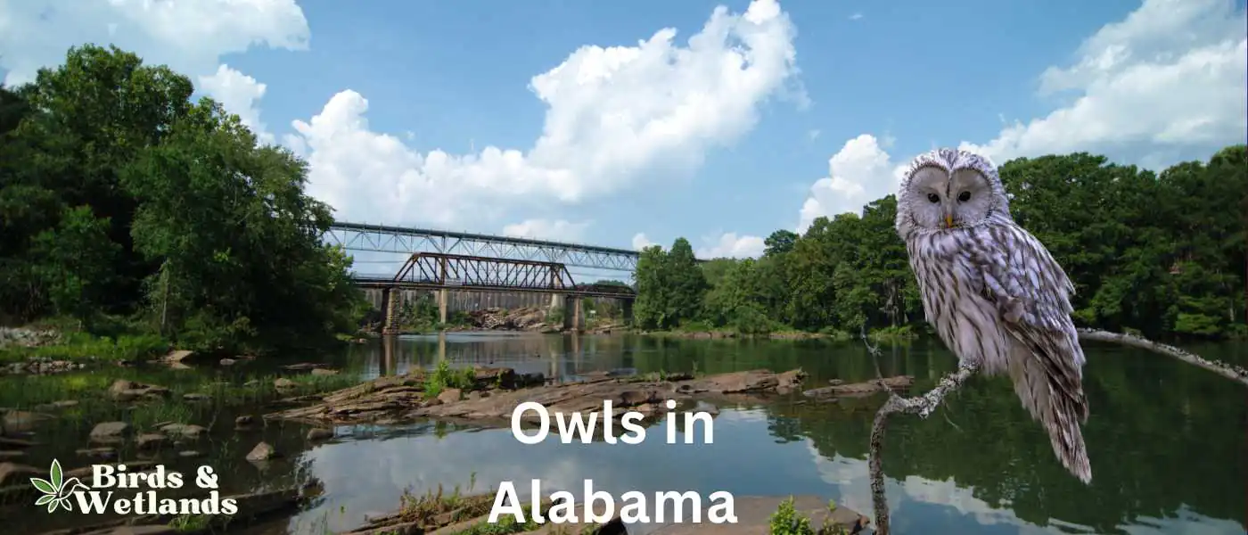 Owls in Alabama