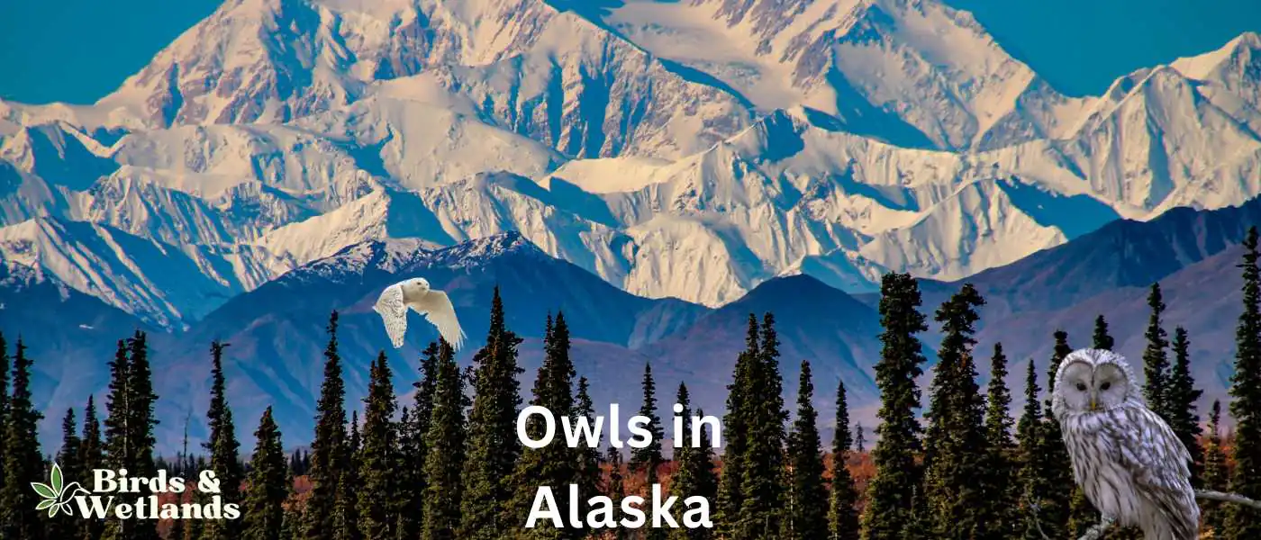 Owls in Alaska