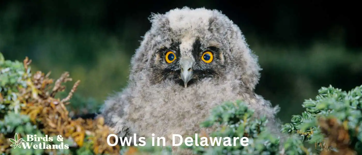 Owls in Delaware