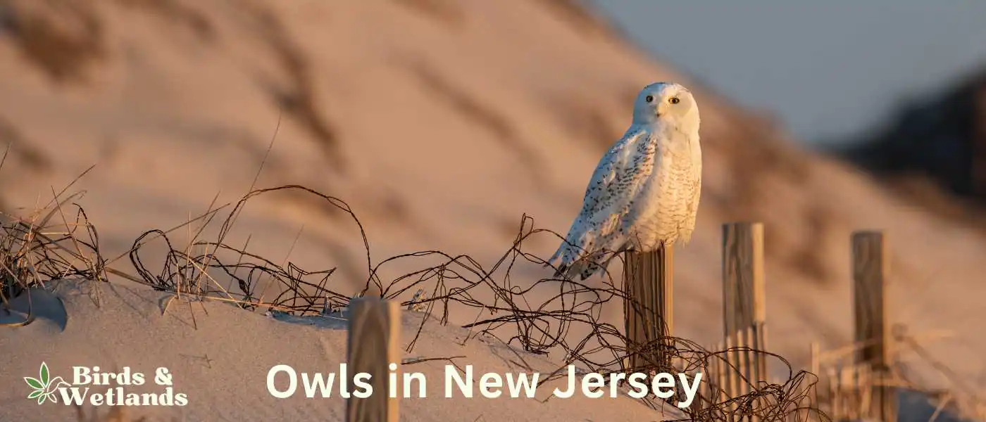 Owls in New Jersey