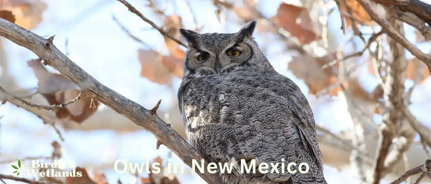 Owls in New Mexico