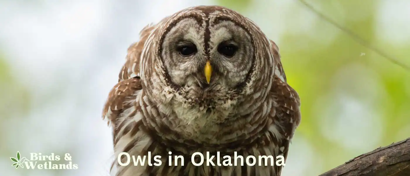 Owls in Oklahoma