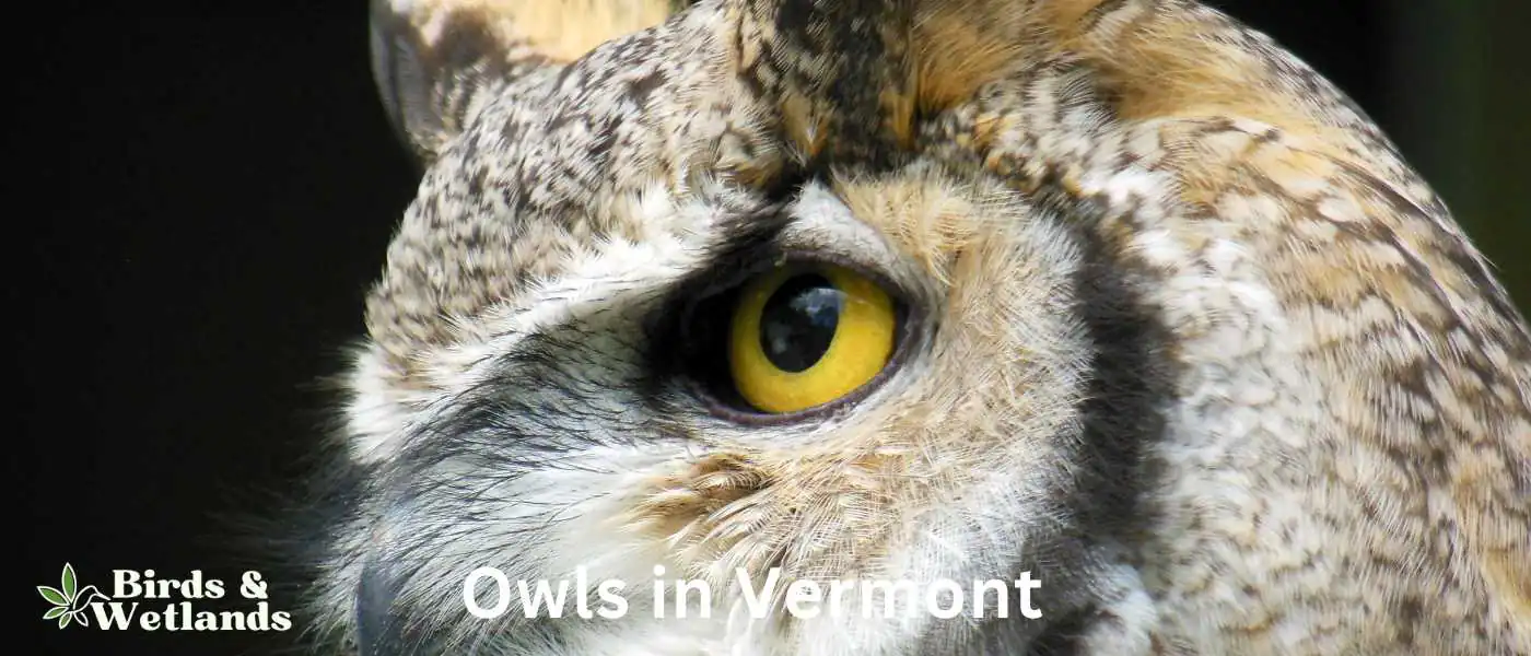 Owls in Vermont