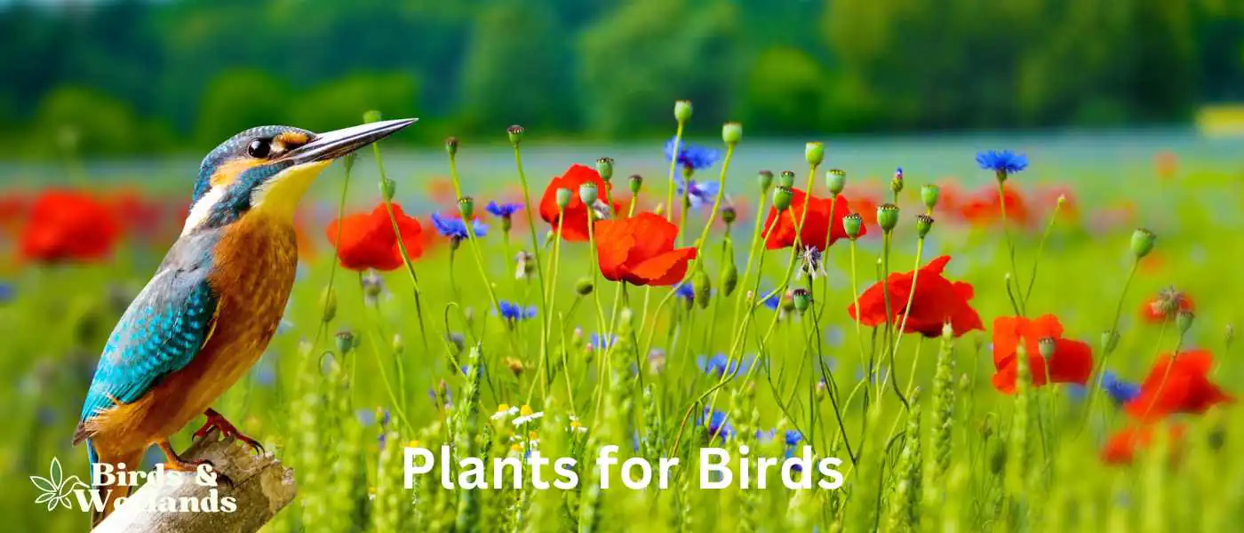 Plants for Birds