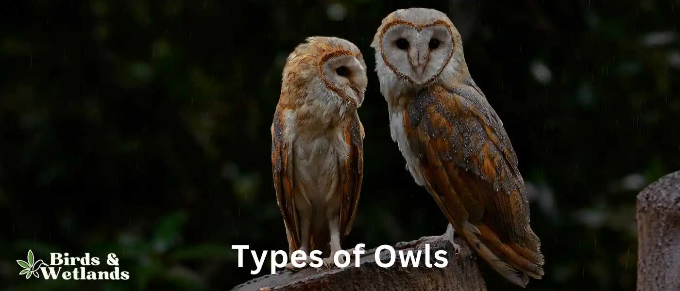 Types of Owls