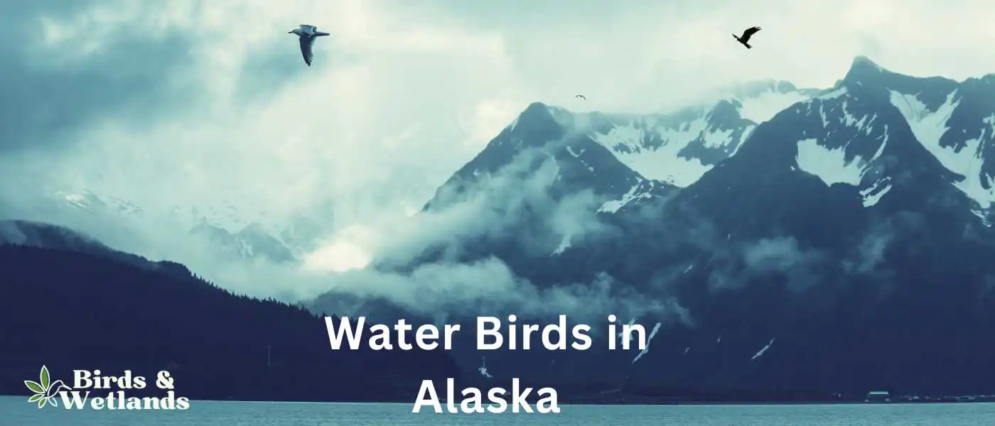 Water Birds in Alaska