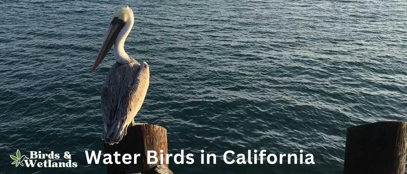 Water Birds in California