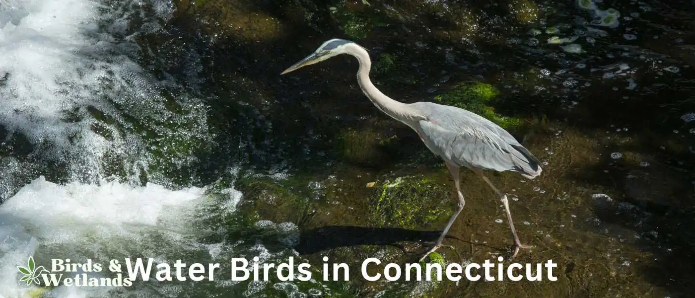 Water Birds in Connecticut