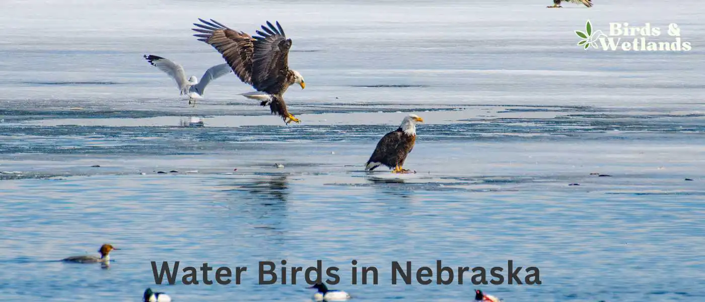Water Birds in Nebraska