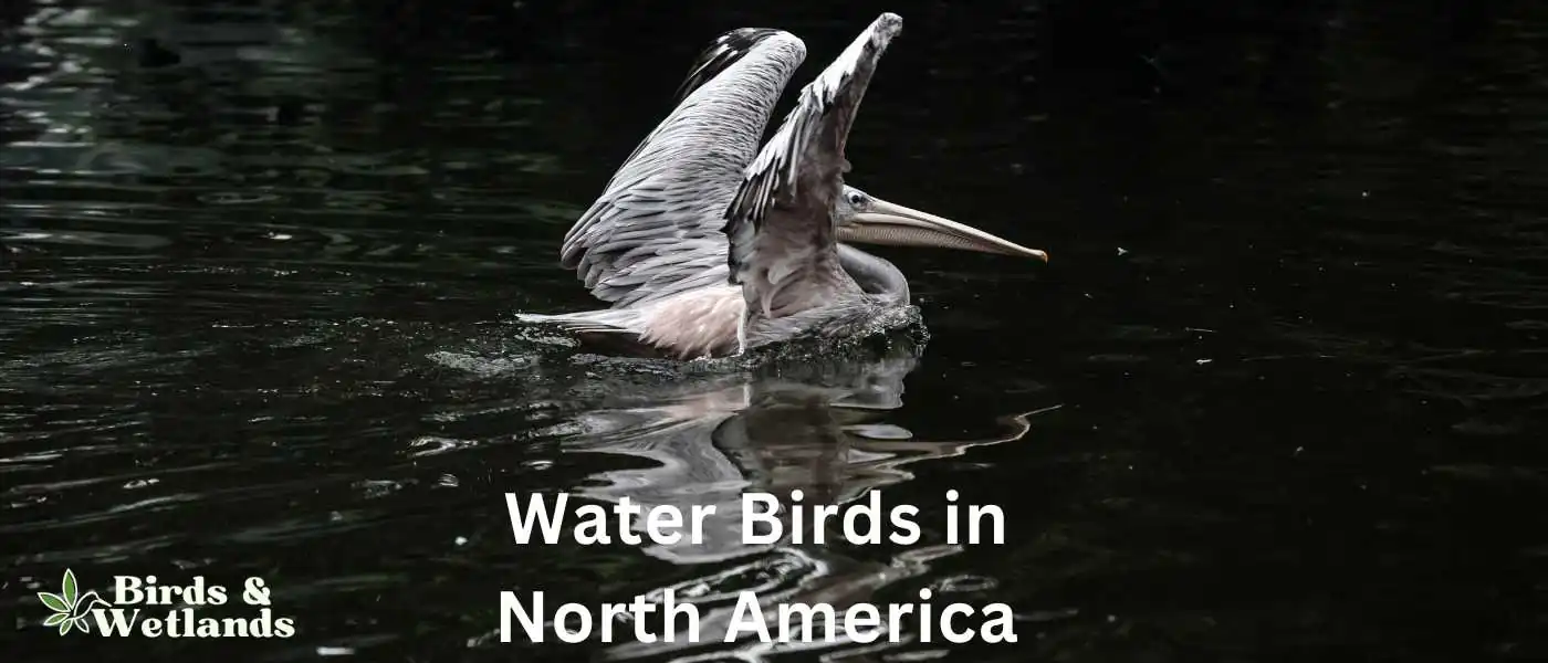 Water Birds in North America