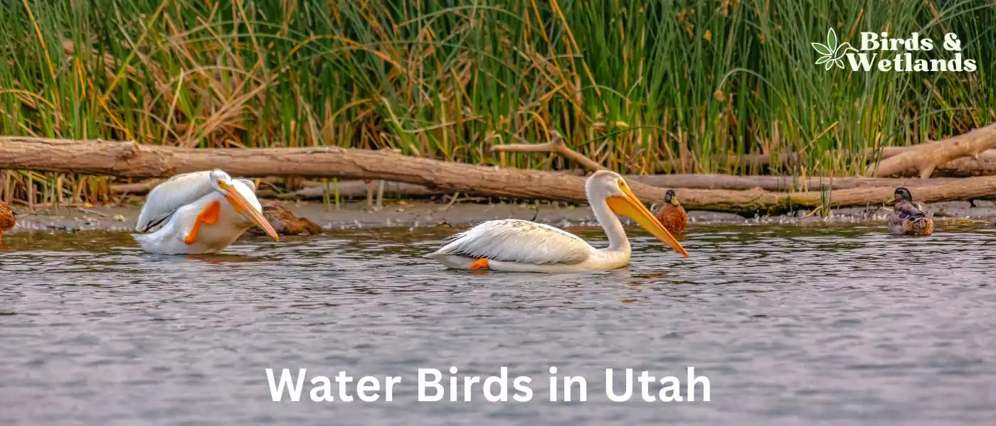 Water Birds in Utah
