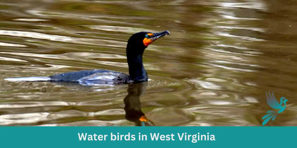 Water birds in West Virginia