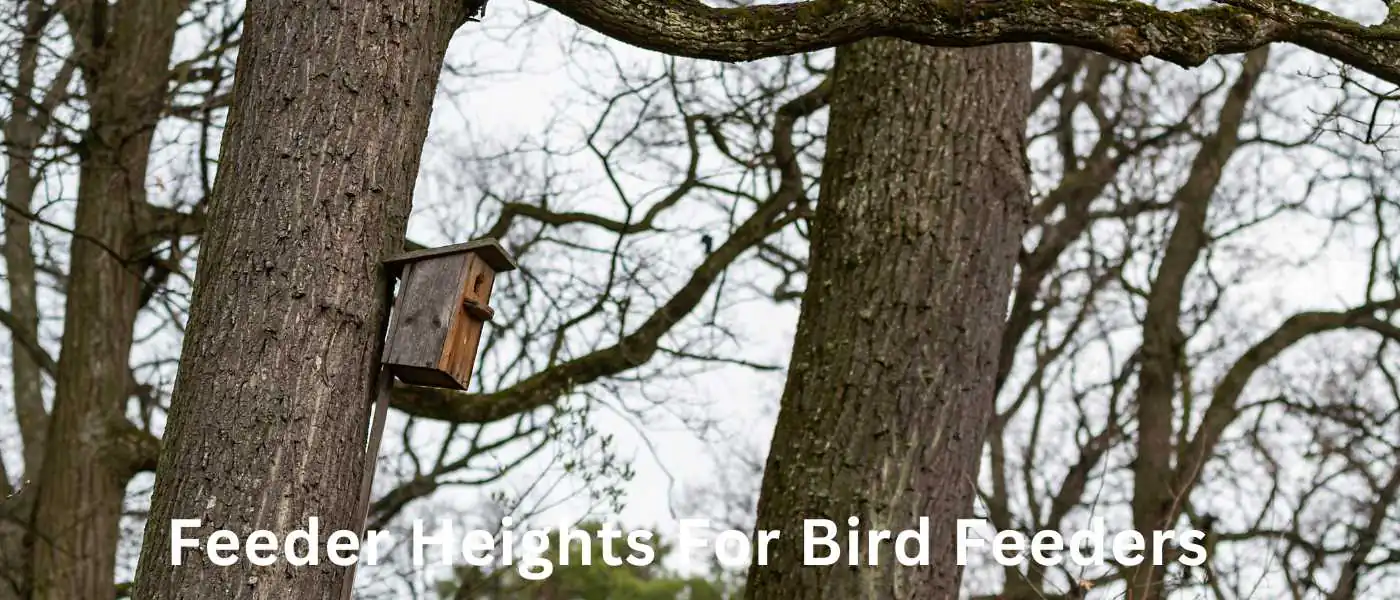 Feeder Heights For Bird Feeders
