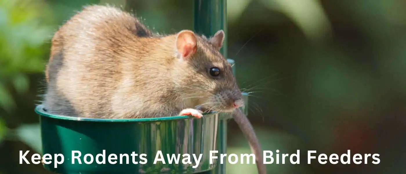 How to Keep Rodents Away From Bird Feeders: Tips and Tricks