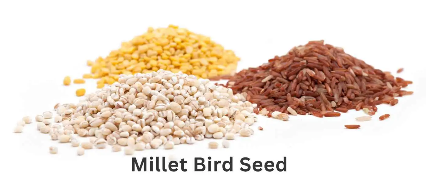 Millet Bird Seed