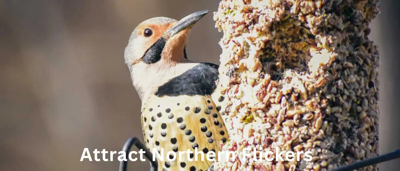 Northern Flickers