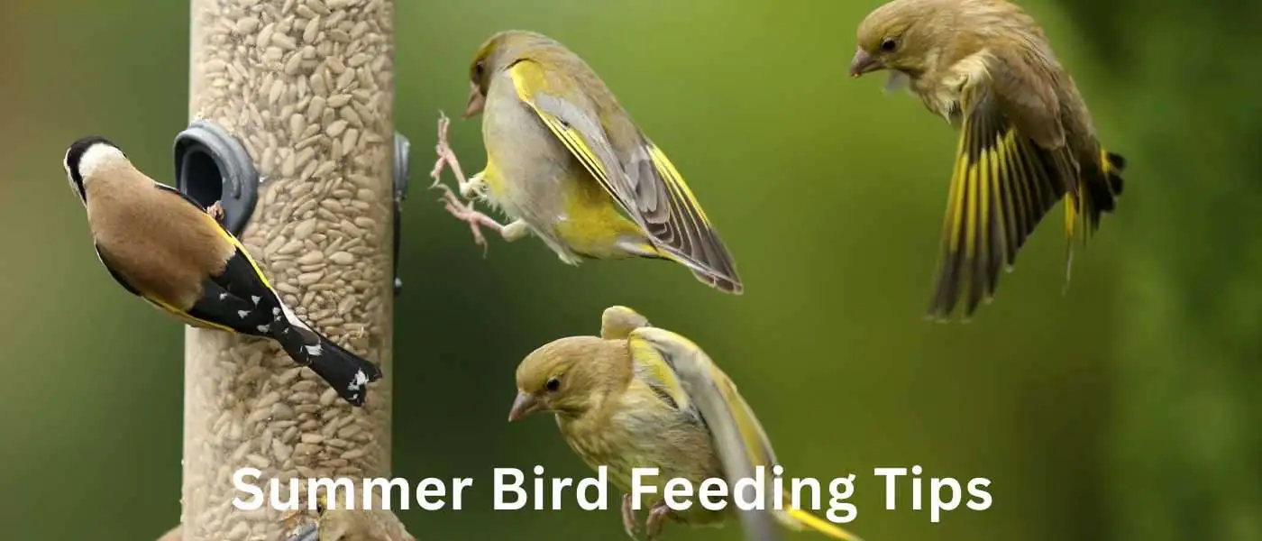 Summer Bird Feeding Tips