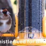 Thistle Seed for Birds: The Ultimate Guide to Feeding Your Feathered Friends
