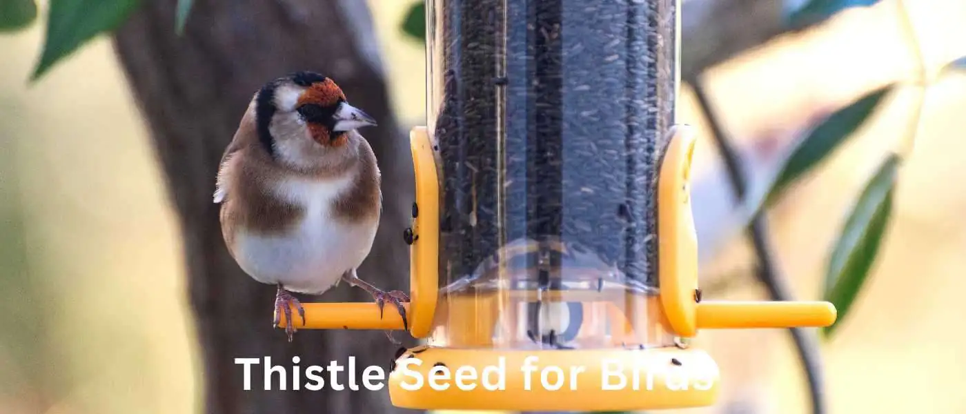 Thistle Seed for Birds: The Ultimate Guide to Feeding Your Feathered Friends