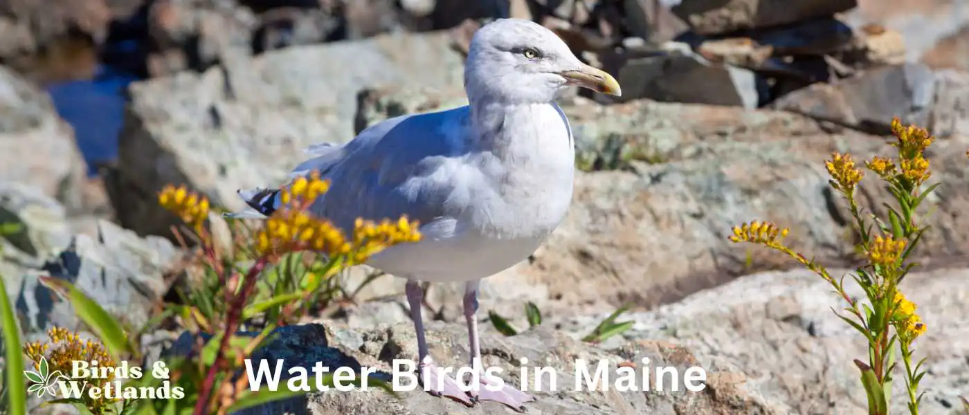 Water Birds in Maine