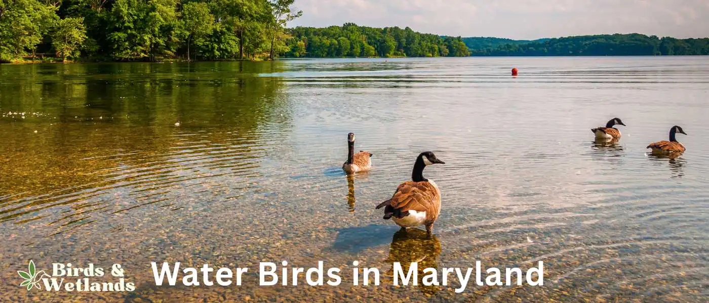 Water Birds in Maryland