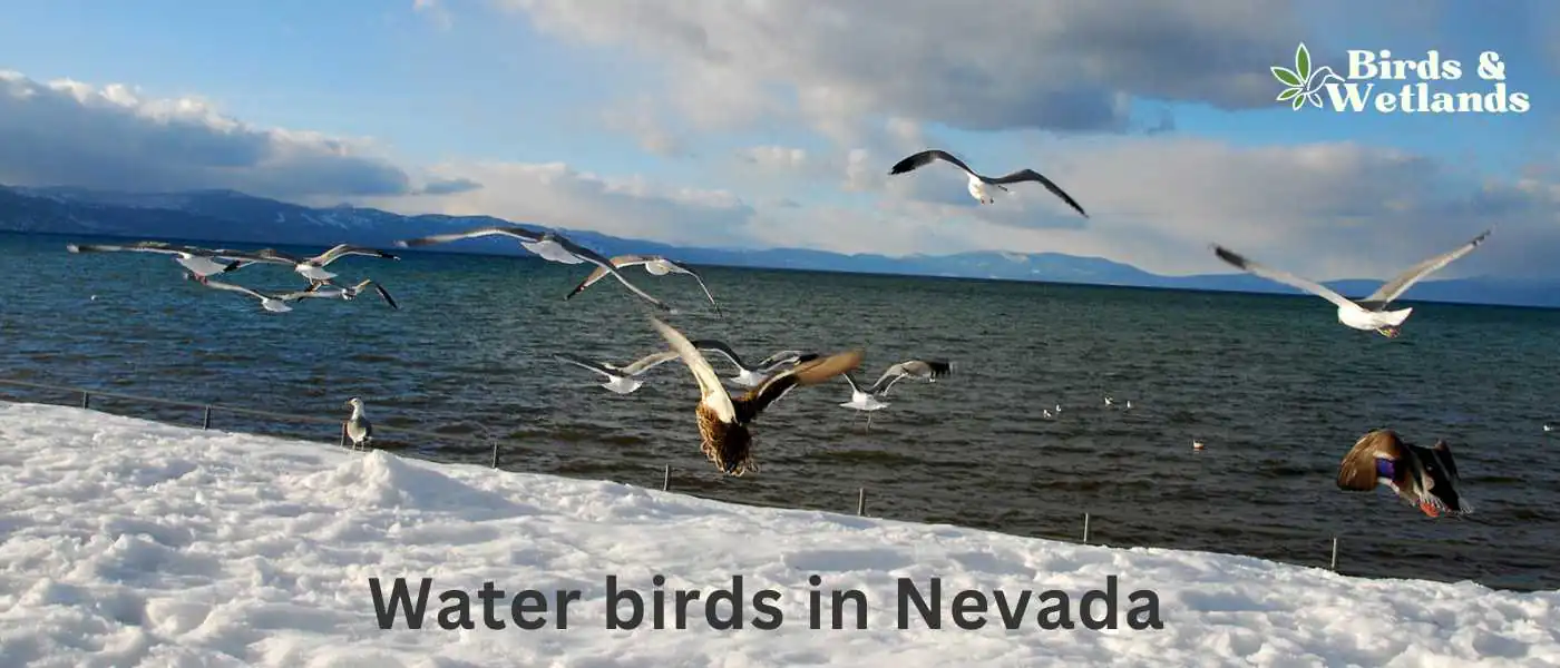 Water birds in Nevada
