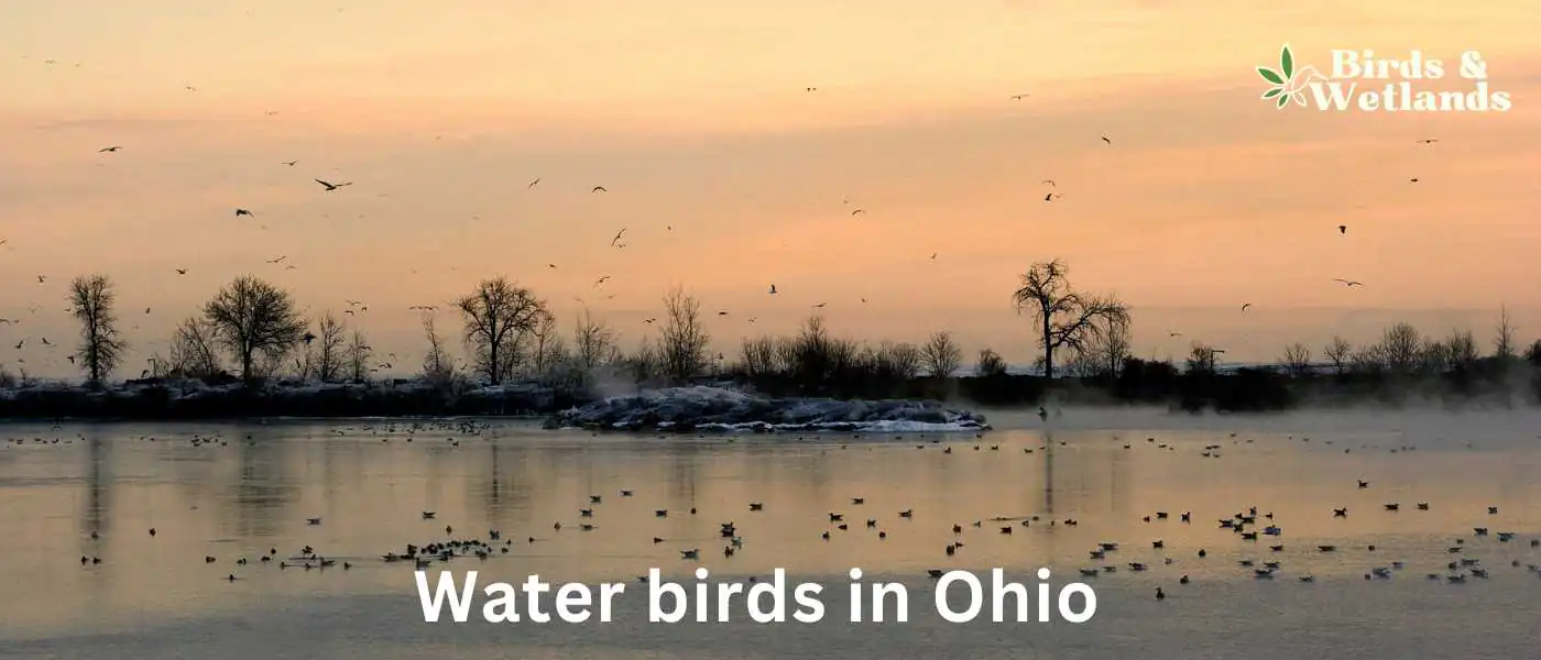 Water birds in Ohio