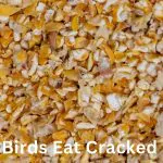 What Birds Eat Cracked Corn: A Guide for Bird Lovers