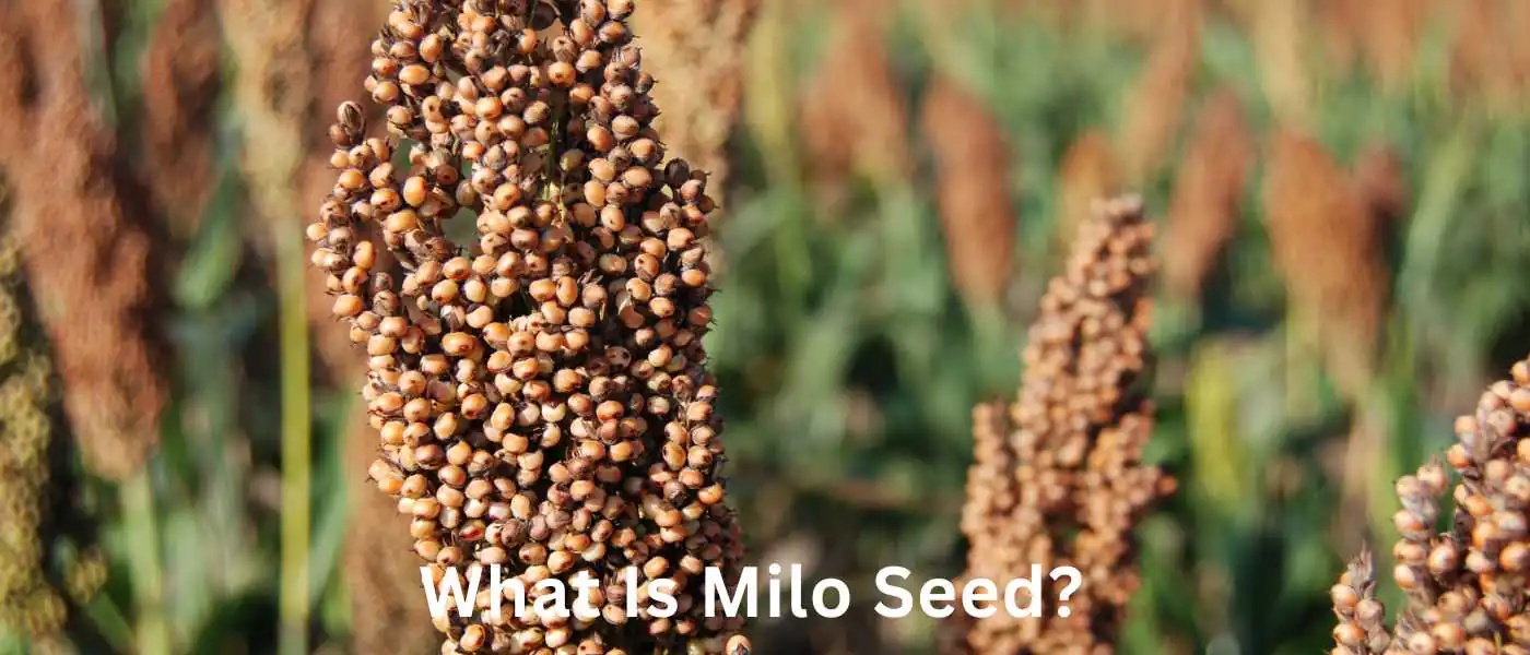 Bird Seed Unpacked: What is Milo Used for?