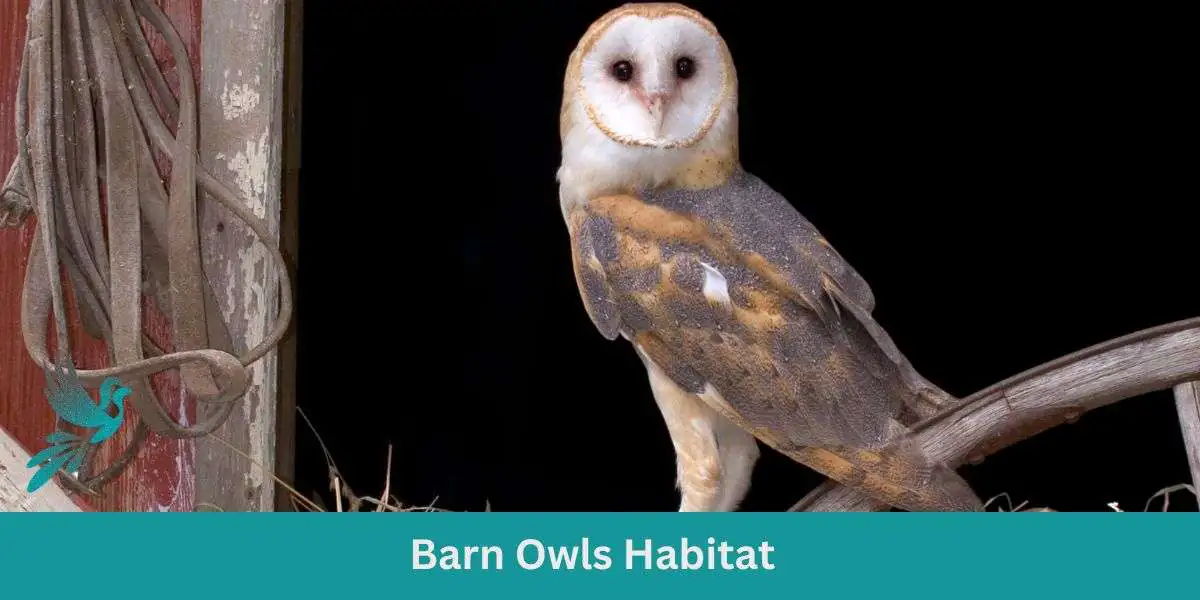 Barn Owls Habitat