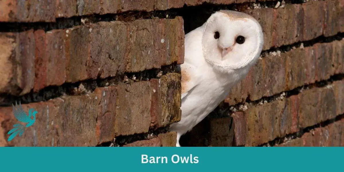 Barn Owls