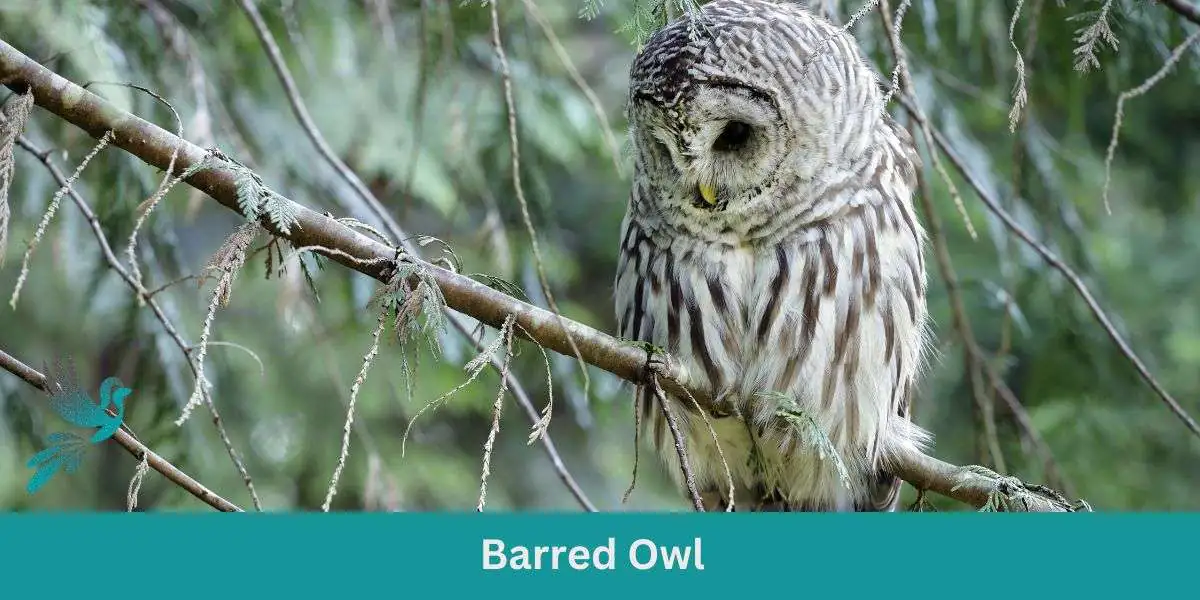 Barred Owl