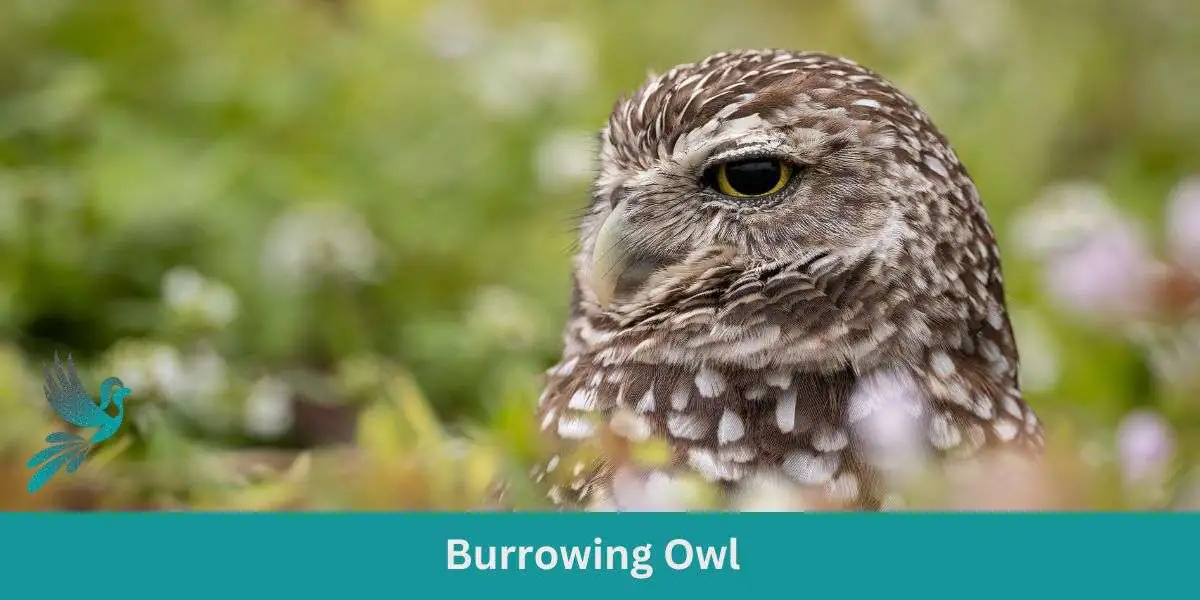 Dive into the World of Burrowing Owls