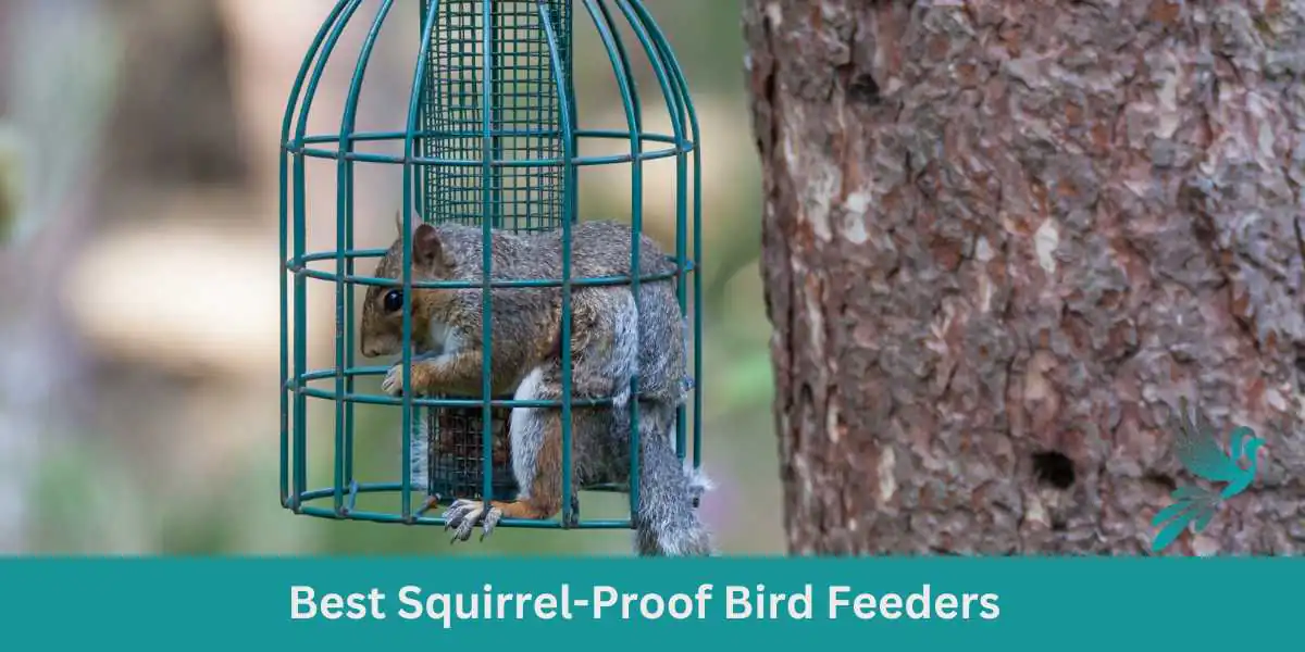 Best Squirrel-Proof Bird Feeders for Your Feathered Friends