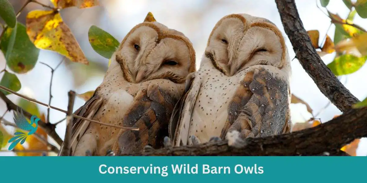 Conserving Wild Barn Owls