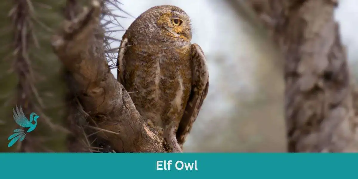 Elf Owl