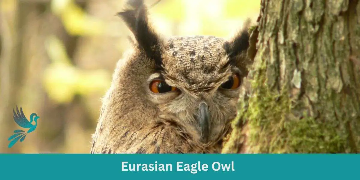 The Majestic Hunter: Unraveling the Eurasian Eagle Owl