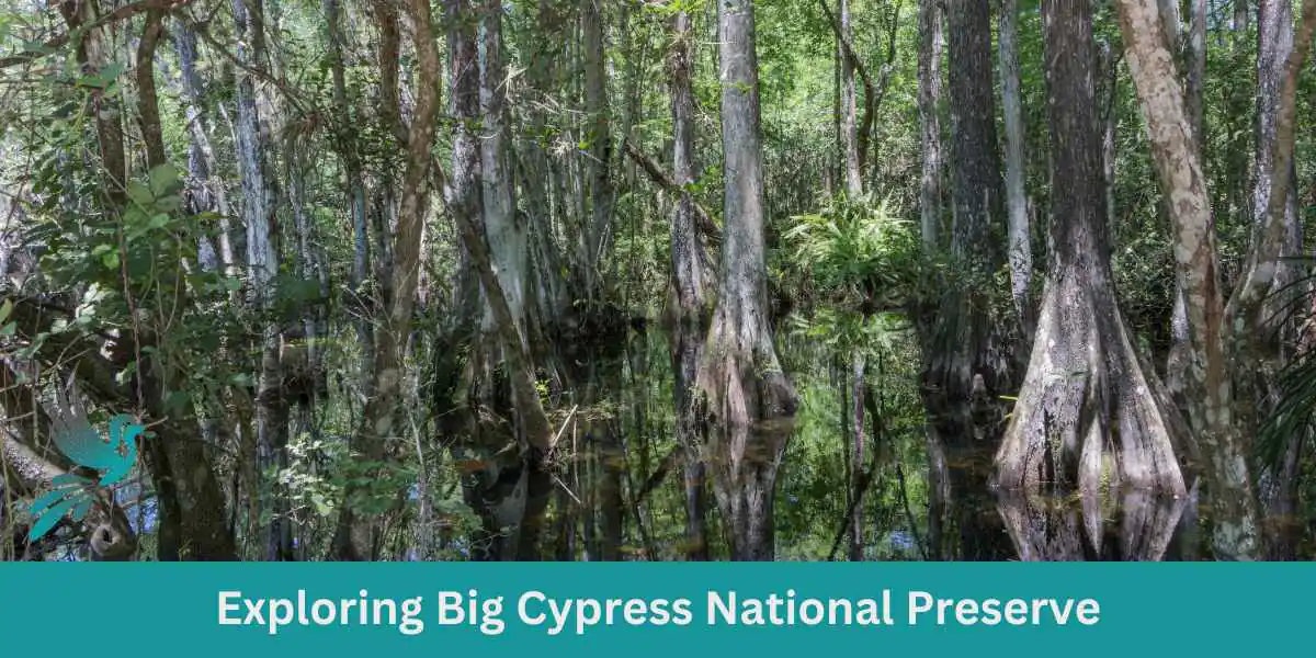 Exploring Big Cypress National Preserve