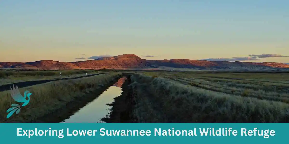 Exploring Lower Suwannee National Wildlife Refuge - Birds & Wetlands