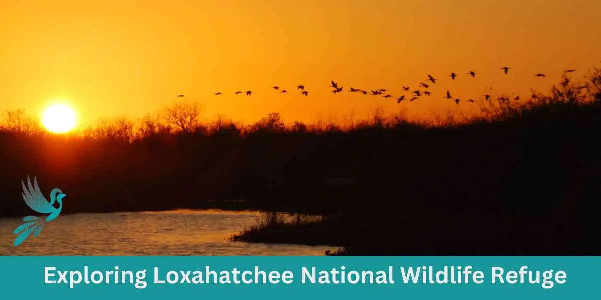 Exploring Loxahatchee National Wildlife Refuge