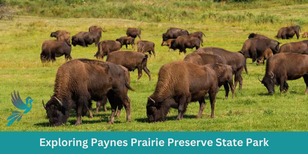 Exploring Paynes Prairie Preserve State Park