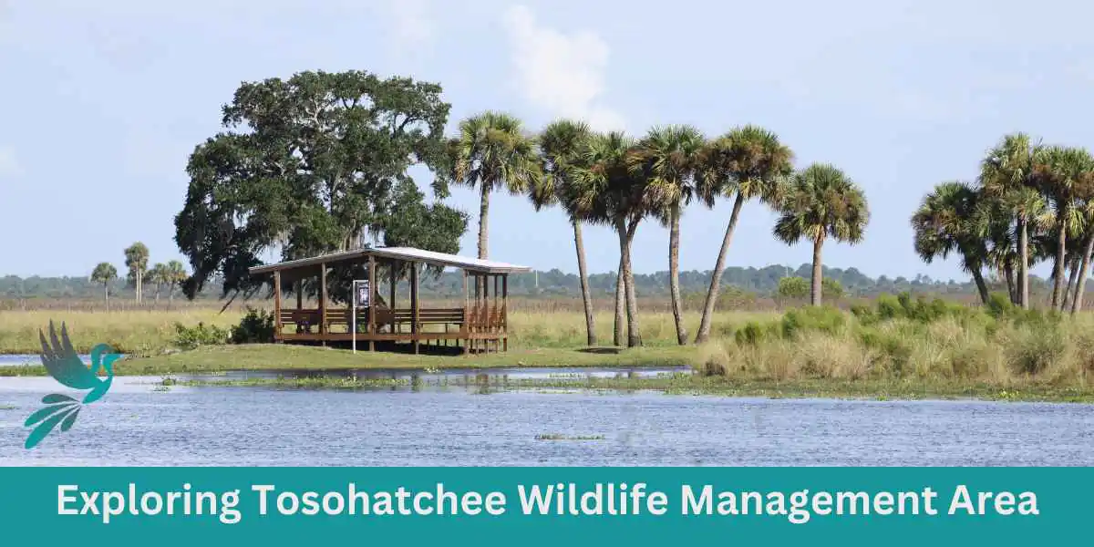 Exploring Tosohatchee Wildlife Management Area